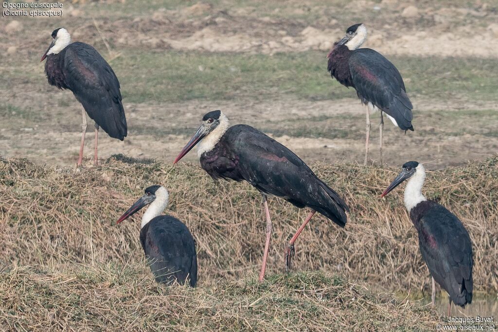 Cigogne épiscopaleadulte nuptial, habitat, composition, pigmentation