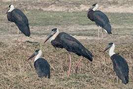 Woolly-necked Stork