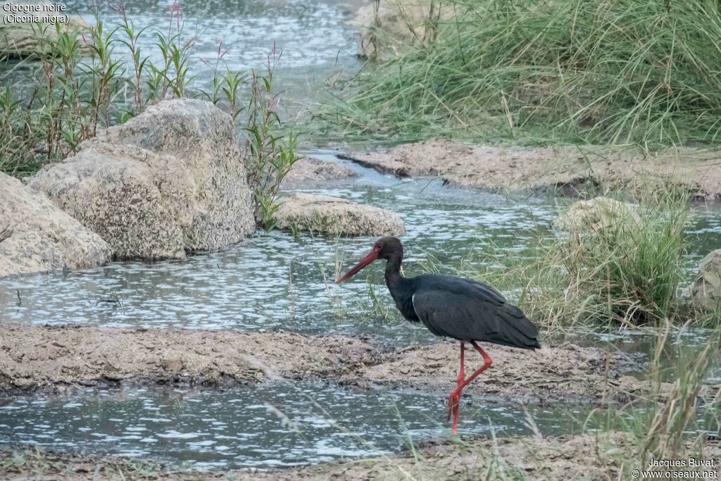 Black Storkadult, habitat, aspect, pigmentation, walking, fishing/hunting