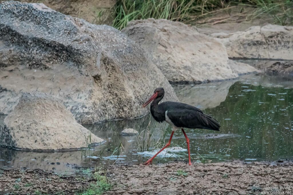 Black Storkadult breeding, habitat, aspect, pigmentation, walking, fishing/hunting