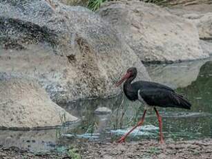 Cigogne noire