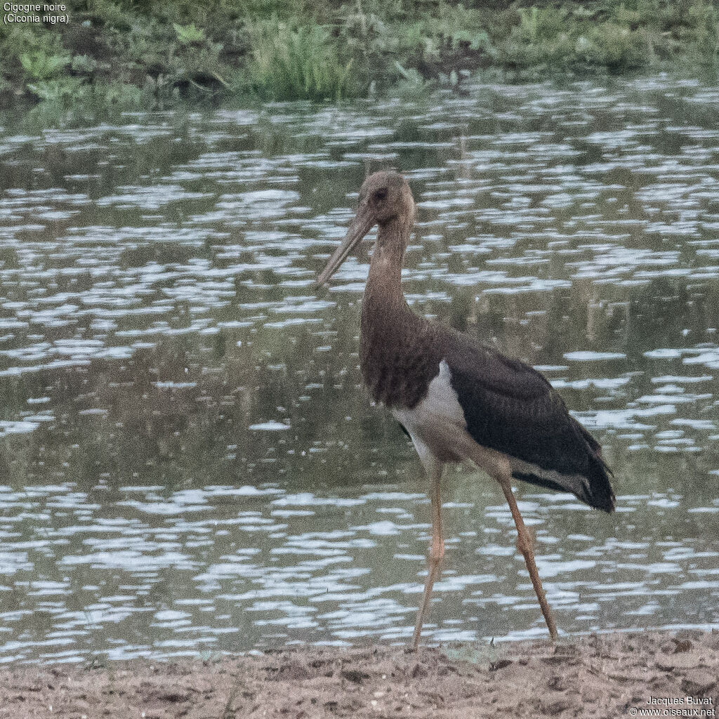 Cigogne noireimmature, portrait, composition, pigmentation, marche