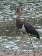 Black Stork