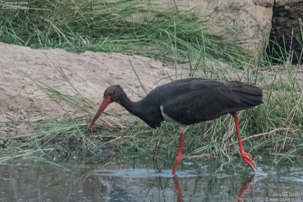 Black Storkadult, habitat, aspect, pigmentation, walking, fishing/hunting