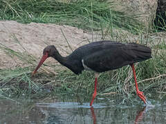 Black Stork