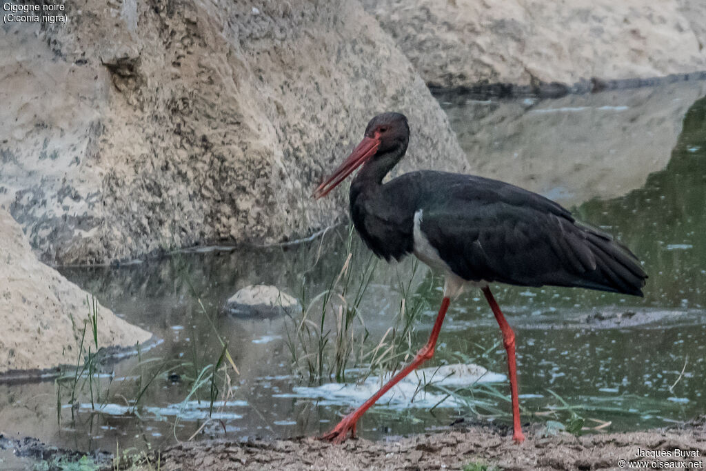 Cigogne noireadulte nuptial, habitat, composition, pigmentation, marche