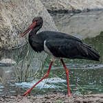 Cigogne noire