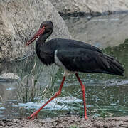 Black Stork