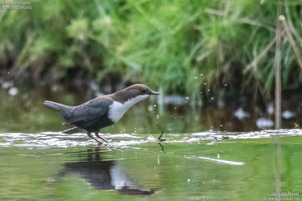 White-throated Dipper male adult, identification, habitat, aspect, pigmentation, walking, fishing/hunting