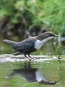 White-throated Dipper