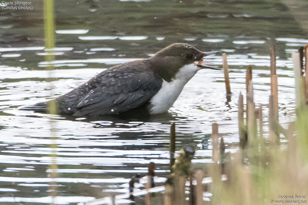 White-throated Dipper male adult, identification, close-up portrait, habitat, aspect, pigmentation, song