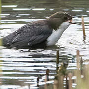 White-throated Dipper