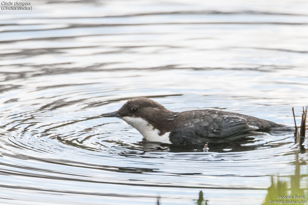 White-throated Dipper male adult, identification, close-up portrait, habitat, aspect, pigmentation, swimming