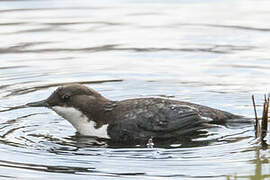 White-throated Dipper