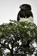 Black-chested Snake Eagle