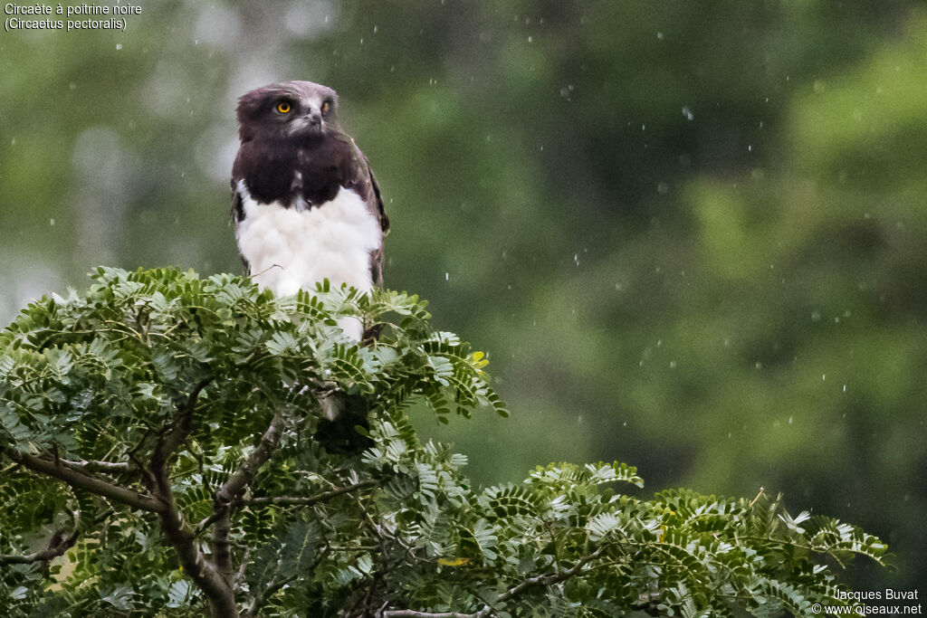 Black-chested Snake Eagleadult