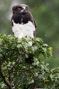 Black-chested Snake Eagle