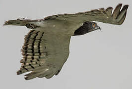 Black-chested Snake Eagle