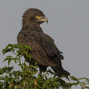 Brown Snake Eagle