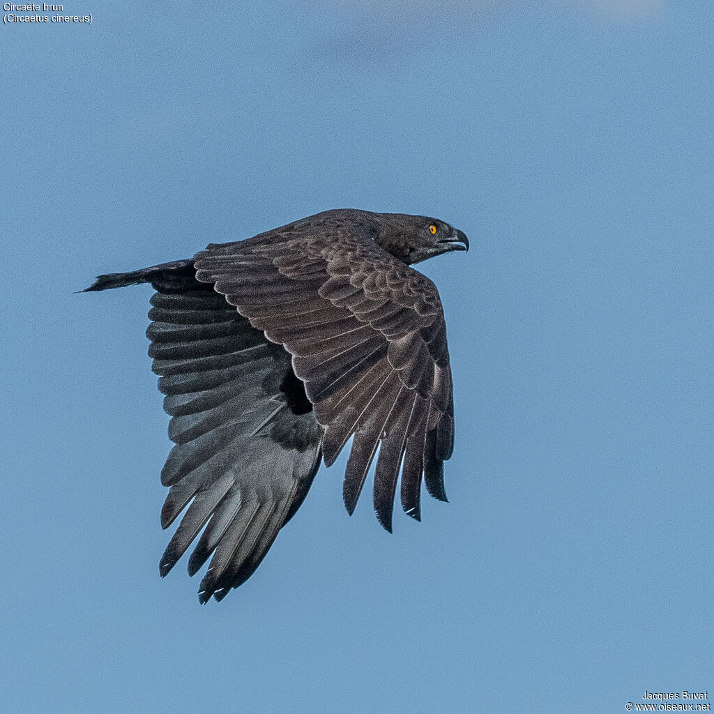 Brown Snake Eagleadult, Flight