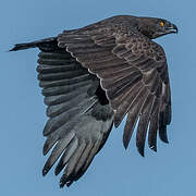 Brown Snake Eagle