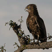 Brown Snake Eagle