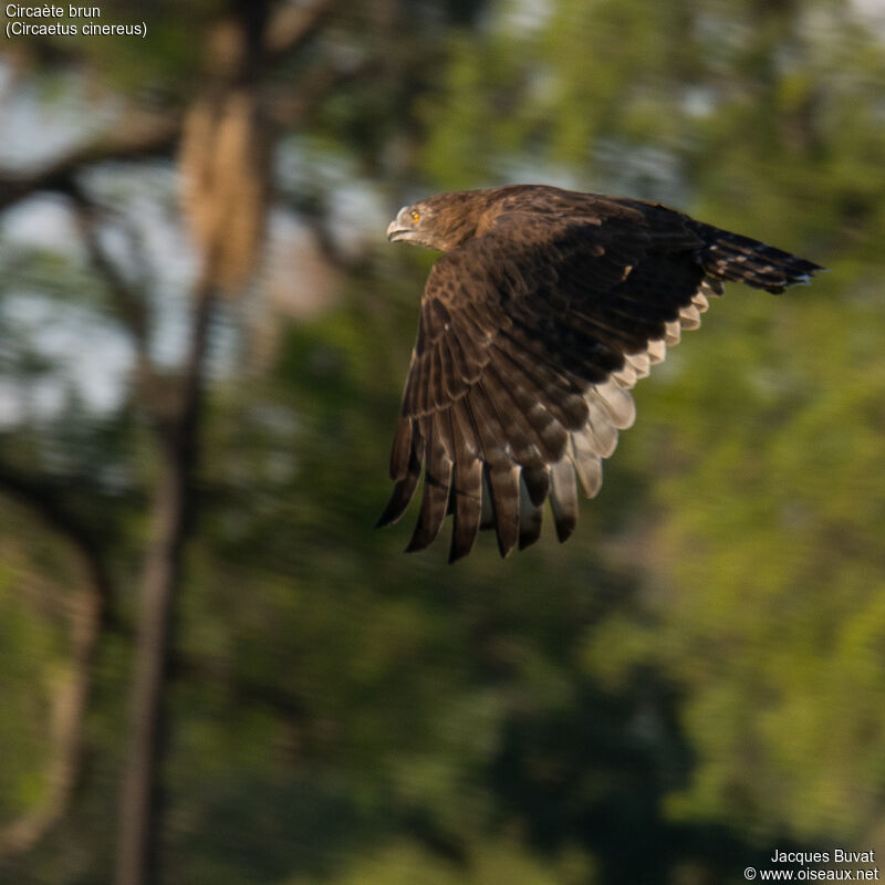 Brown Snake EagleFirst year, aspect, pigmentation, Flight, fishing/hunting