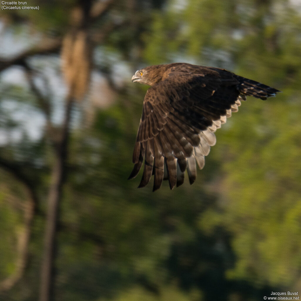 Brown Snake EagleFirst year, aspect, pigmentation, Flight, fishing/hunting