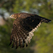 Brown Snake Eagle