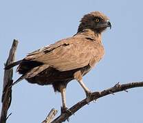 Brown Snake Eagle