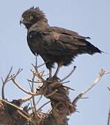 Brown Snake Eagle