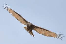 Brown Snake Eagle