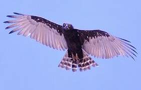 Brown Snake Eagle