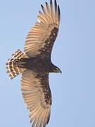 Brown Snake Eagle