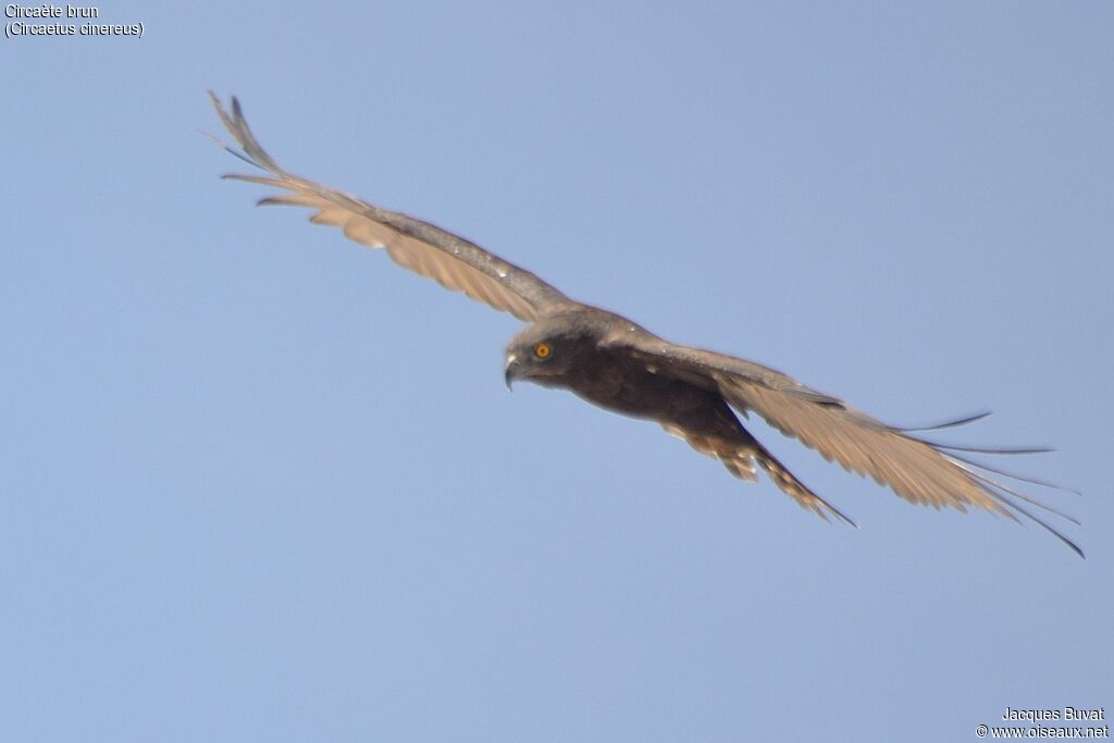 Brown Snake Eagle