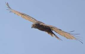 Brown Snake Eagle