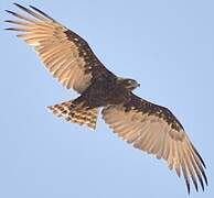 Brown Snake Eagle