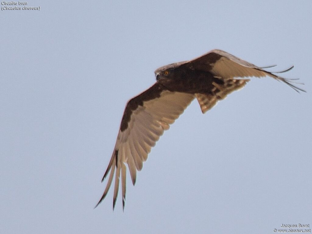 Brown Snake Eagle