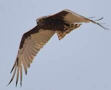 Brown Snake Eagle