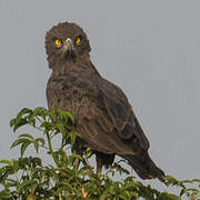 Brown Snake Eagle