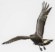 Western Banded Snake Eagle