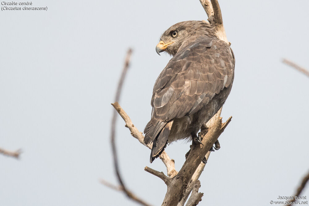 Western Banded Snake Eagle