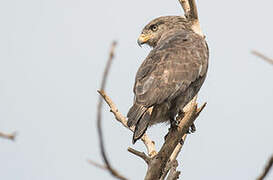 Western Banded Snake Eagle