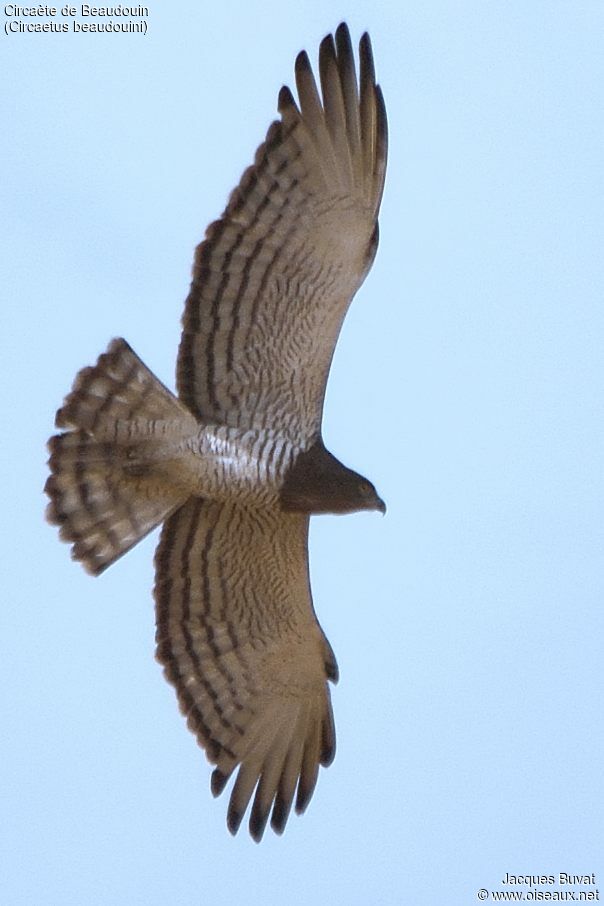 Beaudouin's Snake Eagleadult, Flight