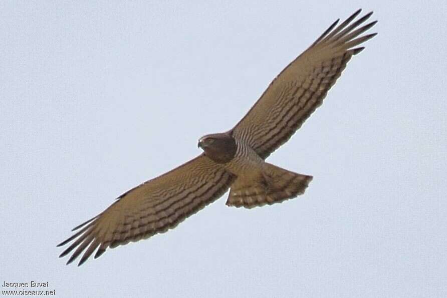 Beaudouin's Snake Eagle female adult, pigmentation, Flight