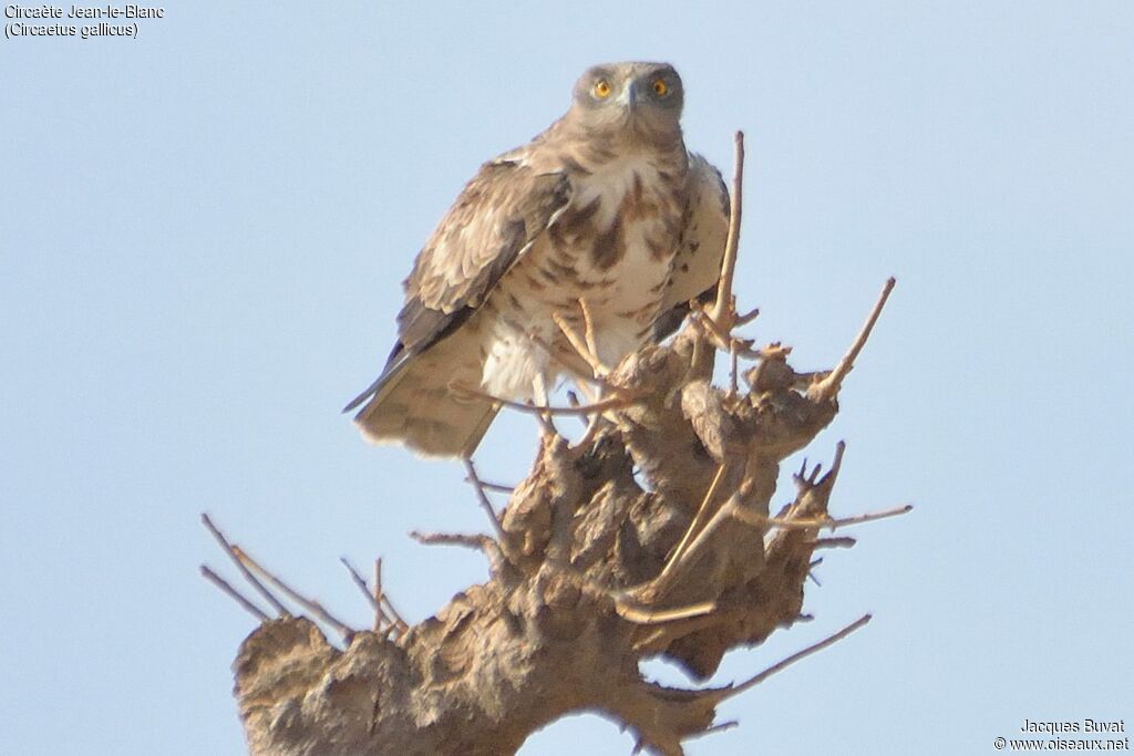 Short-toed Snake Eagleadult