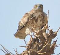 Short-toed Snake Eagle