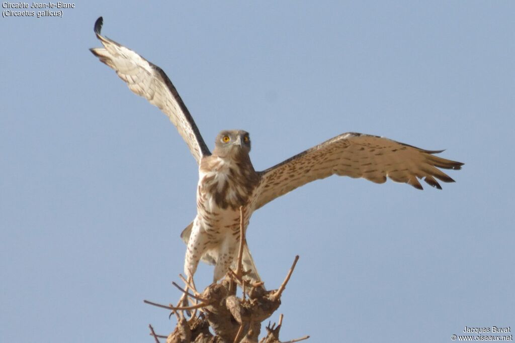 Short-toed Snake Eagle