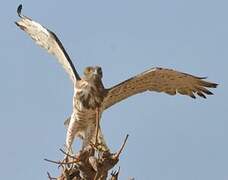 Short-toed Snake Eagle