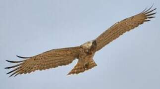 Short-toed Snake Eagle